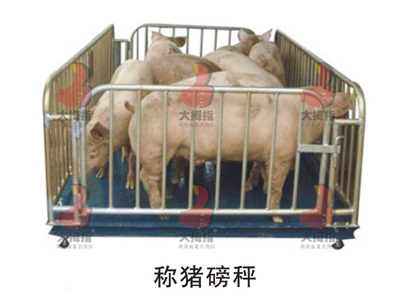 大拇指地磅,母豬產床,大拇指母豬產床,大拇指養豬設備,采食槽,長沙養豬設備,豬人工授精,長沙養豬設備公司,湖南豬人工授精,湖南豬場設備,湖南大拇指畜牧機械制造有限公司,長沙大拇指養豬設備廠,湖南長沙養豬場器械